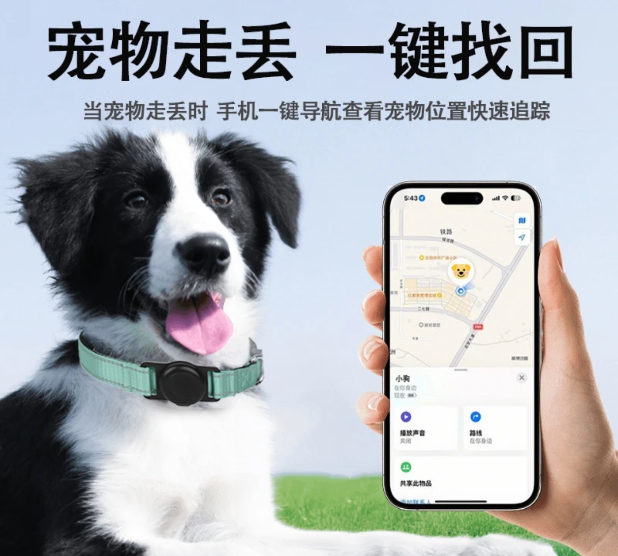 熊版双血统阿拉斯加妹妹